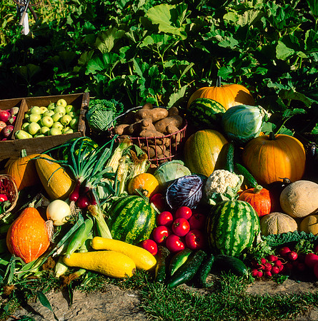 Fresh produce grown in the Horticulture Garden