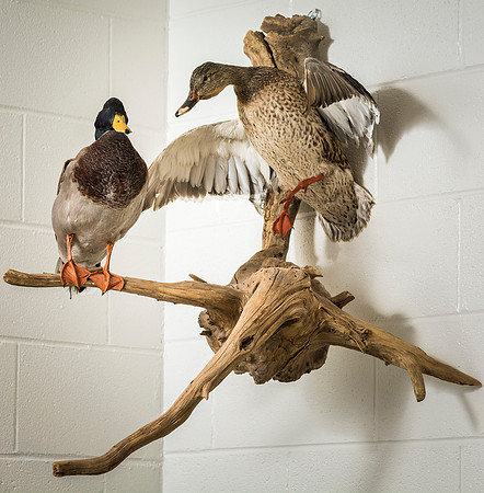 BYU-Idaho's Wildlife Museum in the Ezra Taft Benson Building.