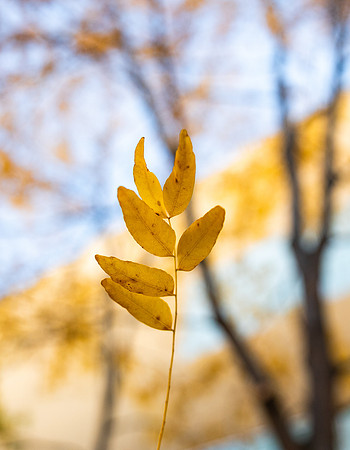 Fall Day - Oct. 2026