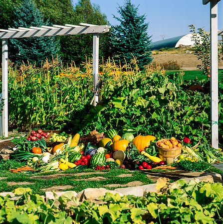 Fresh produce grown in the Horticulture Garden