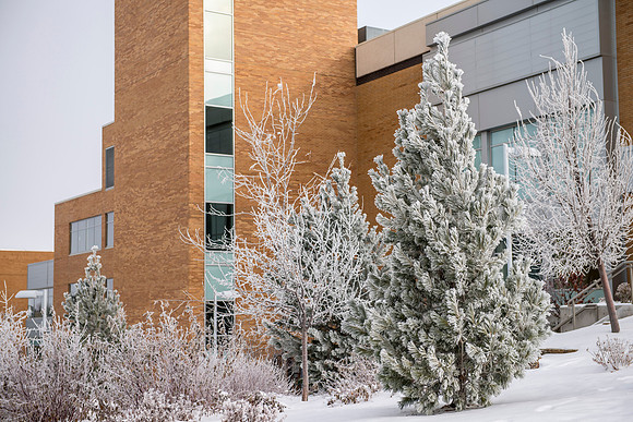 Frost on the campus grounds.