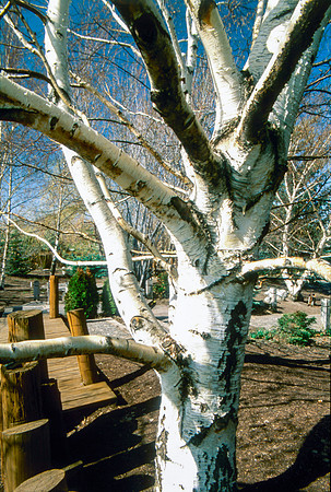 The Campus Gardens' trees