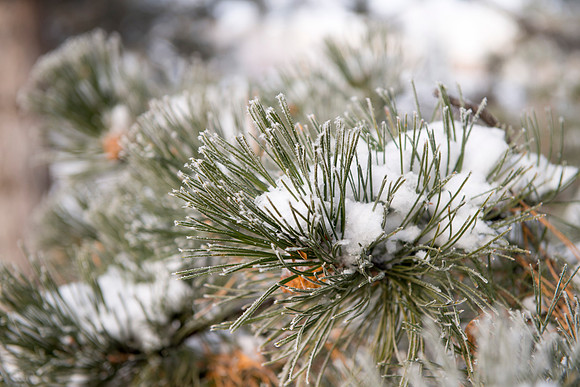Frost on the campus grounds.