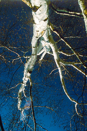 The Campus Gardens' trees
