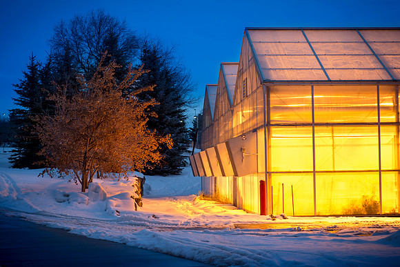 The Benson Building greenhouse glowing in the dusk of night.