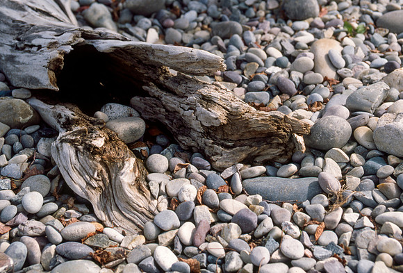 A detail of Rocks and wood from the Gardens