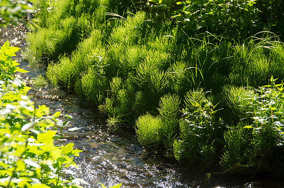 Backpacking trip up Webber Creek trail to Webber Lake.