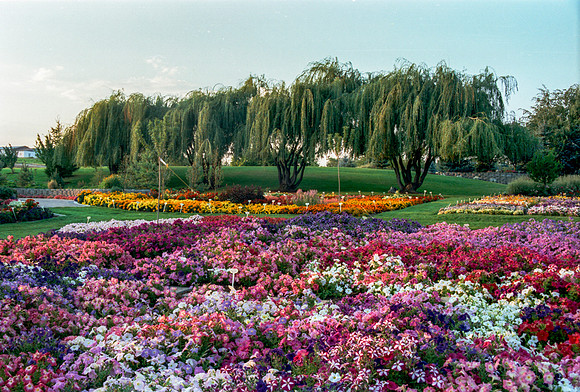Flowers in the Gardens