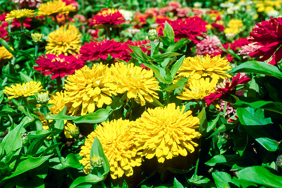 Flowers in the Gardens