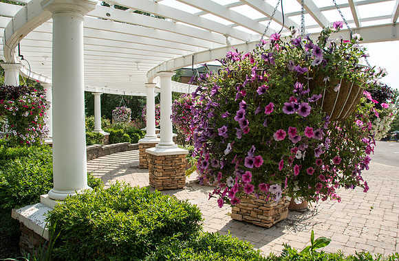 Hanging flower basket