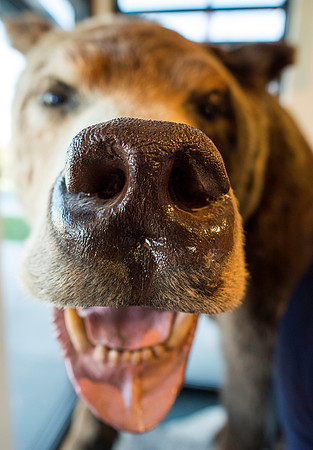 Closeup of bear on permanent display at the Teton Geotourism Center in Driggs, Idaho.