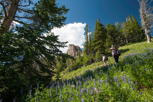 Beautiful meadow and wildflowers.