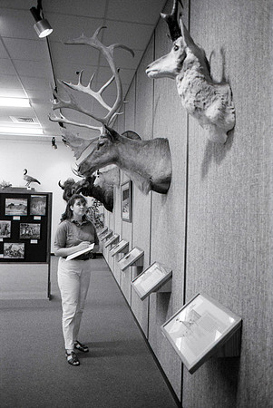 Students study at the Wildlife Museum located in the Benson Building.