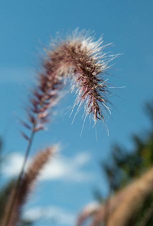 Garden Closeup