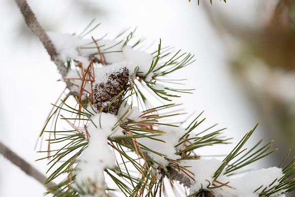 Winter Campus - Dec 2024