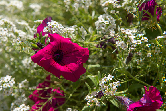 flower in the Ricks Gardens.