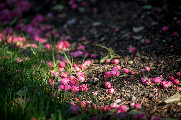 Fallen blossoms from a tree.
