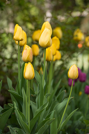 Spring is here and students are enjoying the beautiful campus sights.