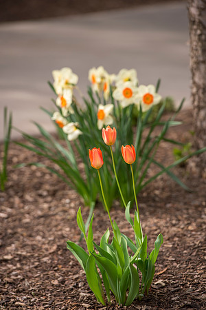 Spring is here and students are enjoying the beautiful campus sights.