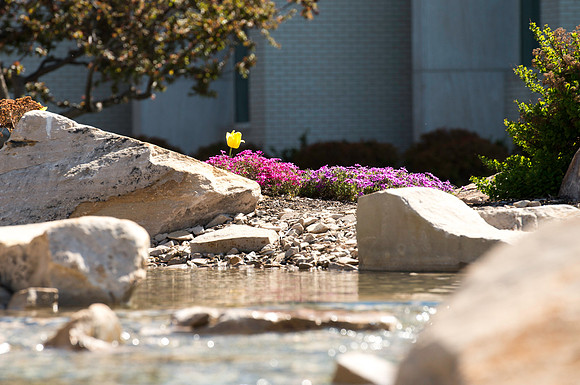 Lone Yellow Tulip and Taylor Quad water feature.