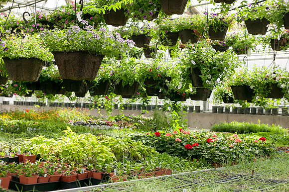 Pictures inside the greenhouse before the Spring Semester begins.