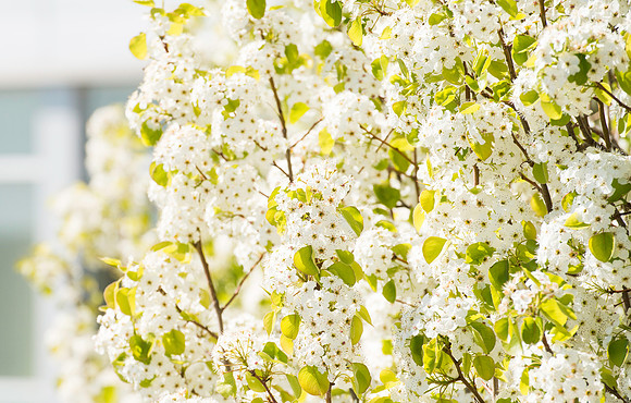 Blossoms in the parking lot on the Southside of the BYU-Idaho Center.