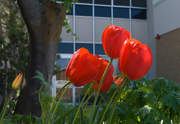 Tulips outside the John L. Clarke Building.