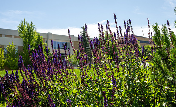BYU-Idaho campus in the summer - July 2023
