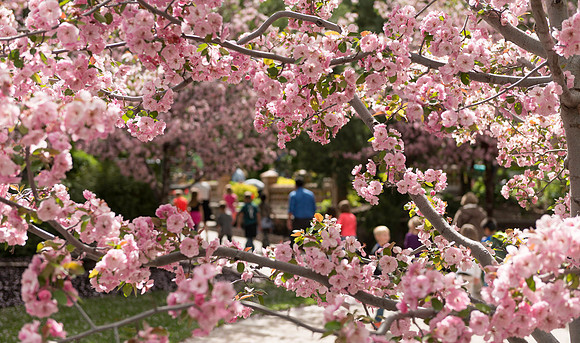 Spring in full bloom in the gardens.