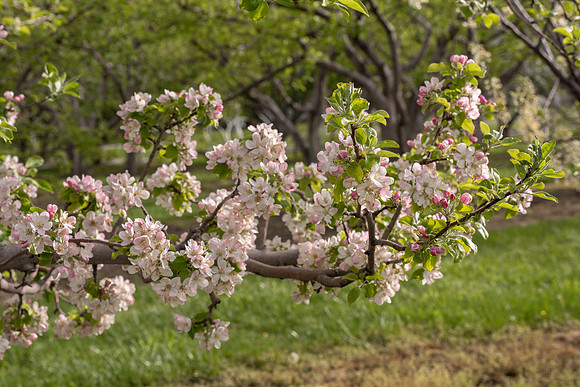 Spring is here and students are enjoying the beautiful campus sights.