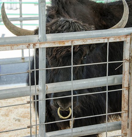 The yak at BYU-Idaho's first Ag Days