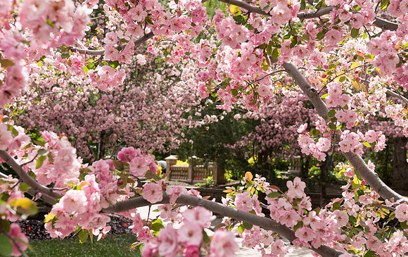 Spring in full bloom in the gardens.