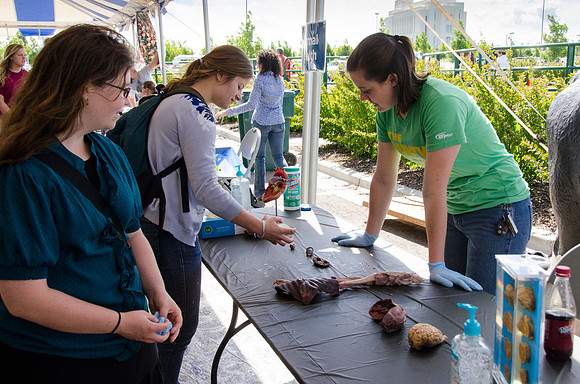 Student teaching other students about the anatomy of animals at BYU-Idaho's first Ag Days,