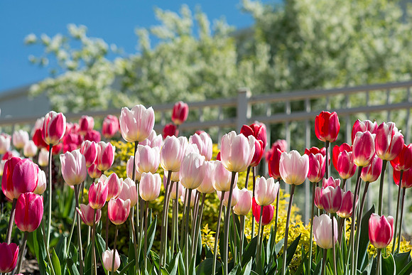 The beautiful Tulips next to the Hart Building.