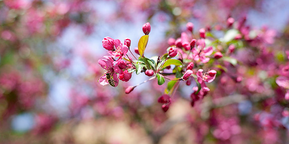 Honey bees collect pollen and nectar as food for the entire colony, and as they do, they pollinate plants. Nectar stored within their stomachs is passed from one worker to the next until the water wit