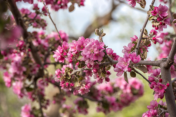 Spring is here and students are enjoying the beautiful campus sights.