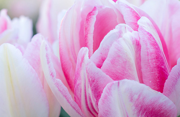 Tulips of different varieties adorn BYU-Idaho campus.