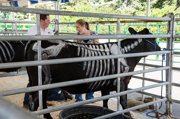 Student painting a cow for other students to learn from at BYU-Idaho's first Ag Days,