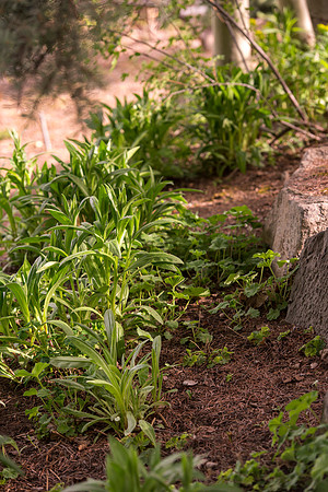 Spring is here and students are enjoying the beautiful campus sights.