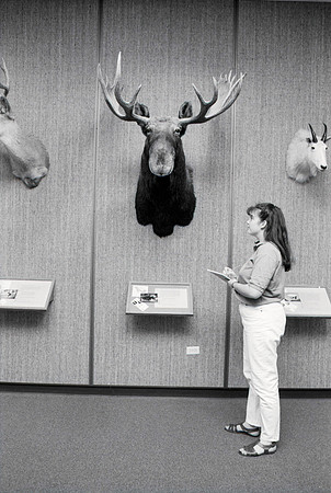 Students study at the Wildlife Museum located in the Benson Building.