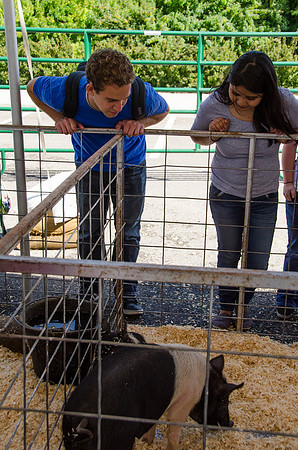 Student looking the pigs at BYU-Idaho's first Ag Days