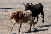 Spring Fest Rodeo - May 2025
