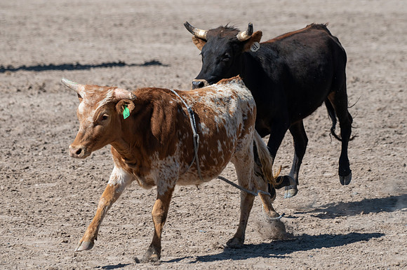 Spring Fest Rodeo - May 2025