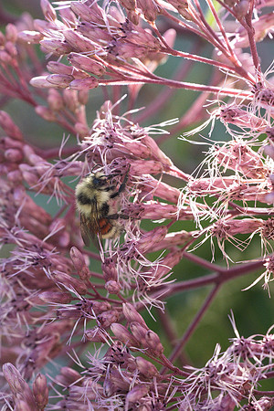 Animals on Campus - Aug 2024