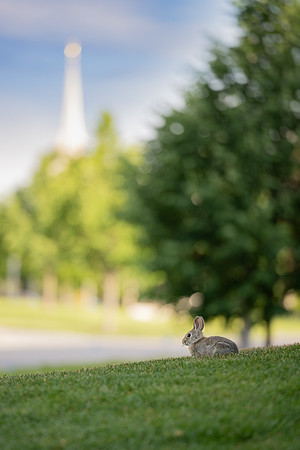 Campus Bunny - June 2024