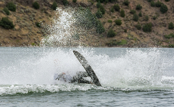 Waterskiing at Ririe Reservoir with BYU-Idaho's President Henry J Eyring. Video shoot for his Fall semester devotional promo video. - Aug 2019