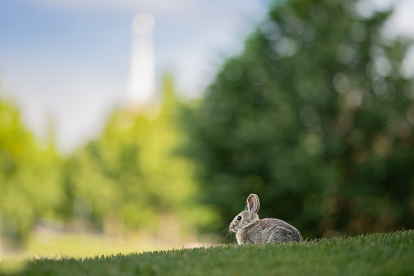 Campus Bunny - June 2024