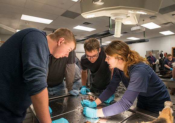 Animal Anatomy and Physiology Lab taught by Zeph Quirl.