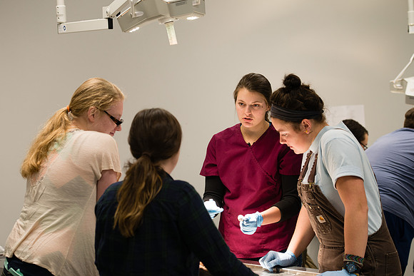 Animal Anatomy and Physiology Lab taught by Zeph Quirl.