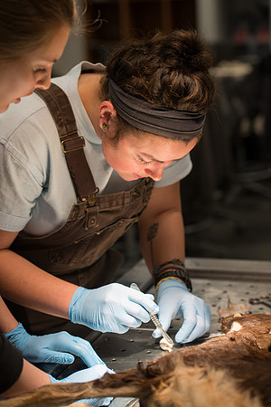 Animal Anatomy and Physiology Lab taught by Zeph Quirl.